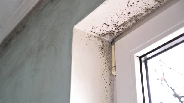 Best Post-Construction Mold Inspection  in Tigerville, SC