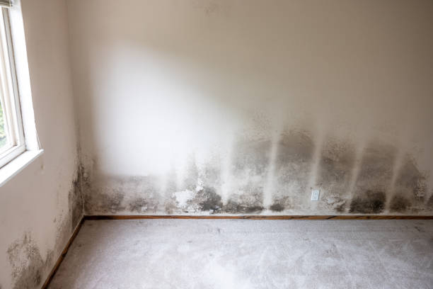 Best Mold Remediation for Healthcare Facilities  in Tigerville, SC