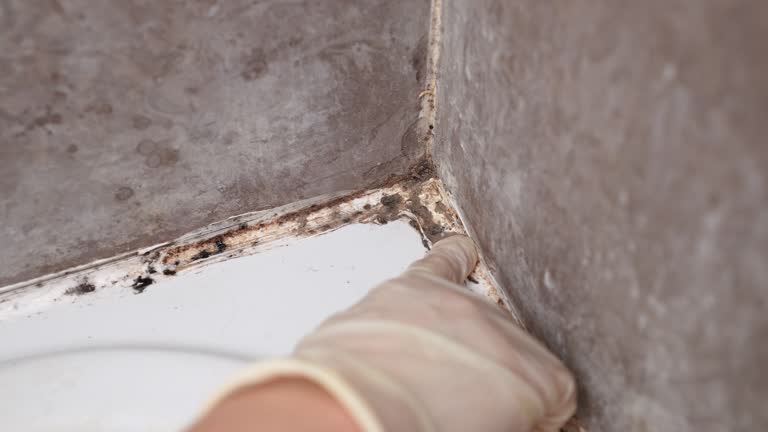 Best Attic Mold Removal  in Tigerville, SC